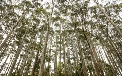Estudo revela impacto de plantações de eucalipto na biodiversidade de nascentes
