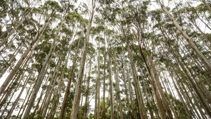 Estudo revela impacto de plantações de eucalipto na biodiversidade de nascentes
