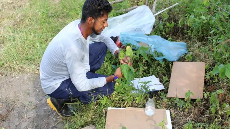 Etnobotânico indígena resgata 175 plantas medicinais do povo Pataxó Hã-Hã-Hãi