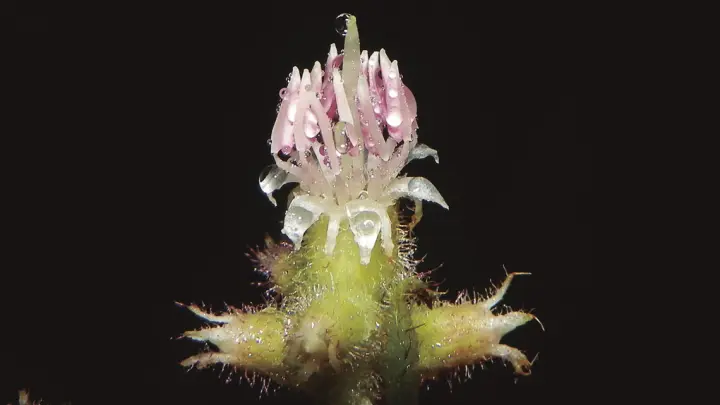 Flores à prova de chuva: estudo da UFRGS revela adaptação evolutiva das pétalas em ambientes úmidos