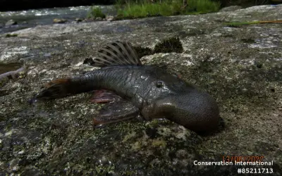 Expedição Científica Descobre 27 Novas Espécies na Amazônia Peruana