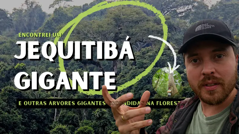 No coração da Mata Atlântica: a busca por um Jequitibá-rosa gigante em Minas Gerais
