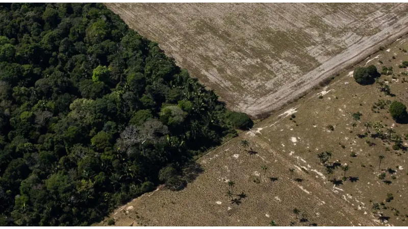 Fim da Moratória da Soja pode levar Amazônia a perder 1,4 milhão de hectares até 2036