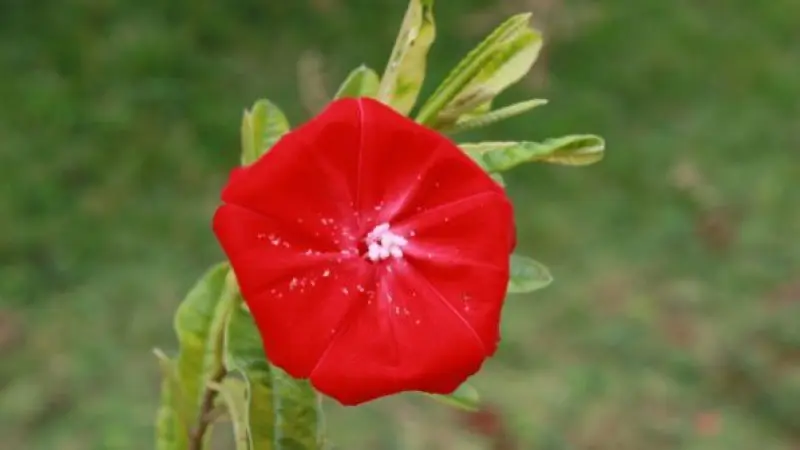 Flor-de-Carajás: estudo revela como espécie ameaçada ajusta seu ciclo de vida ao microclima