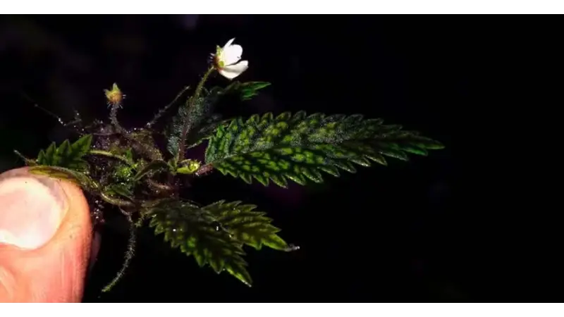 Flor minúscula que sobreviveu ao desmatamento é considerada nova espécie