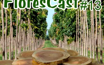 FloresCast #13 - Mogno Africano, o novo 'ouro verde'