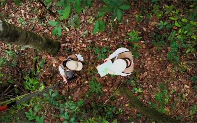 Florestas do Brasil - Inventário Florestal Nacional
