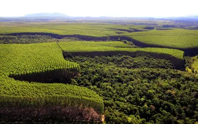 Florestas plantadas: qualidade do produto brasileiro é aval para exportar