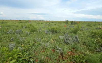 Fogo e calor fortalecem a diversidade dos campos do Cerrado