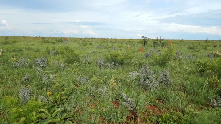Fogo e calor fortalecem a diversidade dos campos do Cerrado