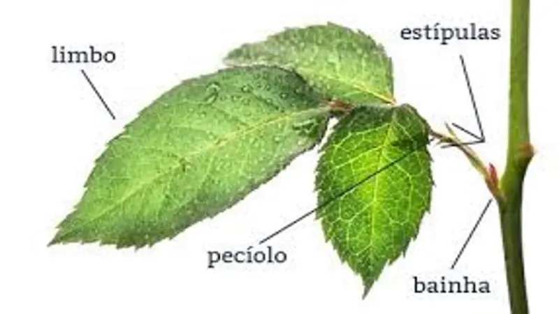 Formato das folhas vegetais