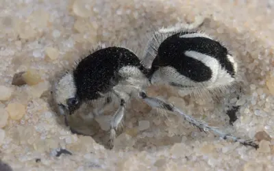 Formigas-feiticeiras apresentam cor ultraescura inédita na natureza, que absorve quase toda a luz