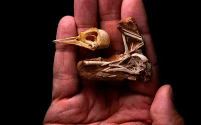 Fóssil encontrado em São Paulo ajuda a desvendar a evolução do cérebro das aves