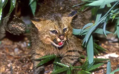 Gato-palheiro-dos-pampas: o felino mais ameaçado do mundo