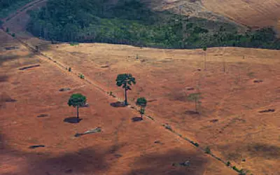 Governador veta PLC que "transforma" Amazônia em Cerrado, mas sinaliza revisão; ambientalistas seguem atentos