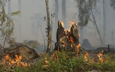 Governo proíbe  uso do fogo para limpeza e manejo de áreas a partir de 1º de julho