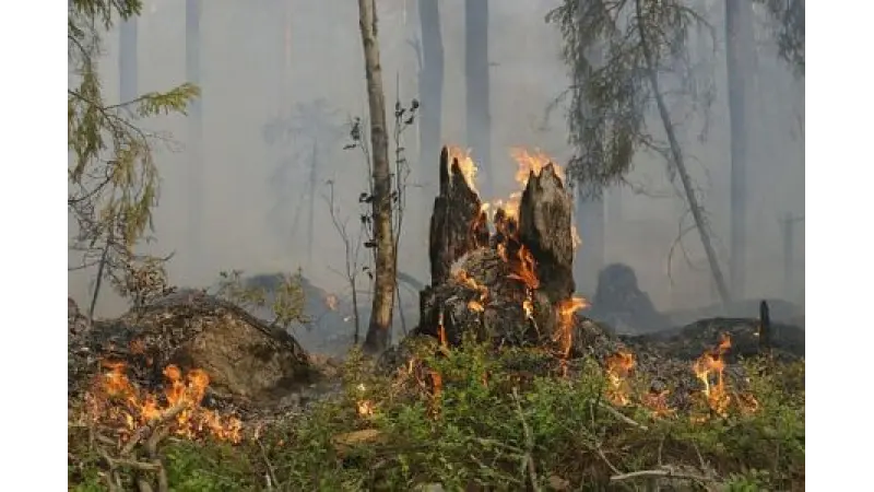 Governo proíbe  uso do fogo para limpeza e manejo de áreas a partir de 1º de julho