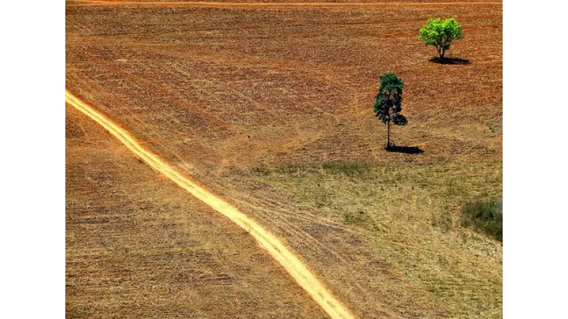 Graças a mudanças climáticas, Savana tornou-se o que é Floresta Amazônica hoje.