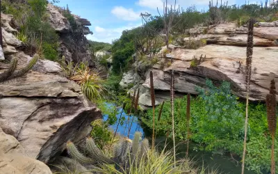 Grãos de pólen do fundo de uma lagoa revelam a história recente da Caatinga