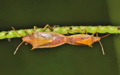 [DOWNLOAD] Guia para o controle biológico clássico de pragas de insetos em florestas plantadas e naturais da FAO