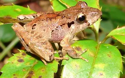 A barreira invisível: como a fragmentação da paisagem destrói a defesa biológica dos anfíbios na Mata Atlântica