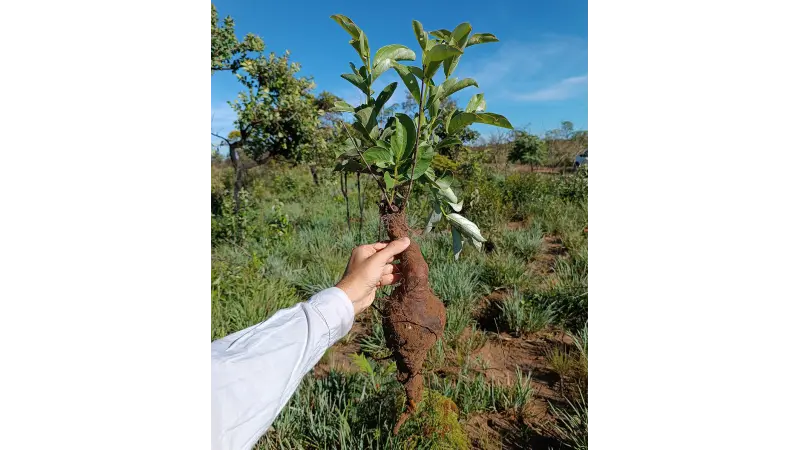 A Herbcronologia e os segredos do subsolo: Plantas centenárias provam que campos naturais não são florestas degradadas