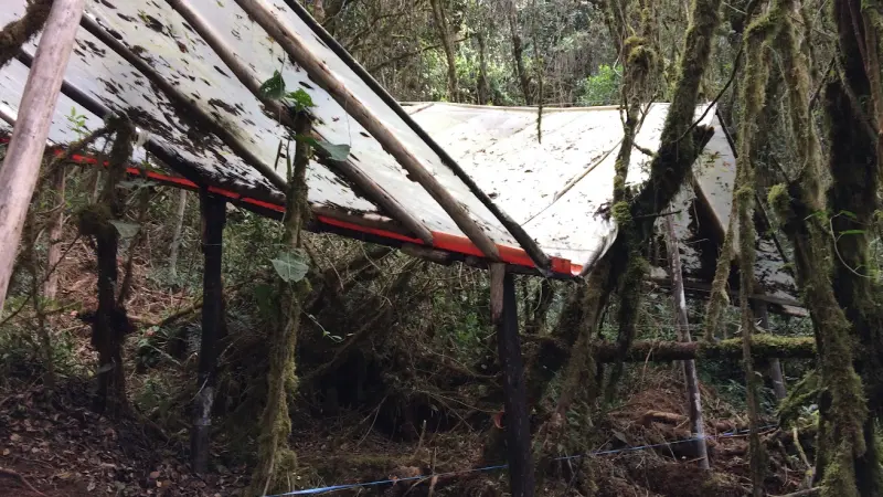 Histerese florestal: novo modelo matemático prevê como as árvores sobrevivem (ou morrem) na seca