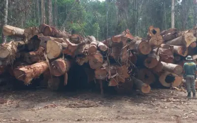 Ibama bloqueia mais de 50 mil metros cúbicos em créditos florestais explorados ilegalmente no PA