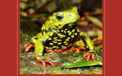 ICMBio lança o Livro Vermelho da Fauna Brasileira Ameaçada de Extinção
