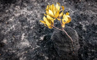 Incêndios florestais intensos enfraquecem vegetação nativa