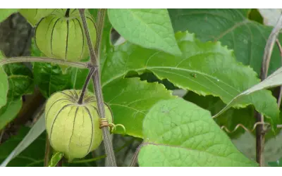 Novo instituto vai transformar a biodiversidade brasileira em alimentos e inovação