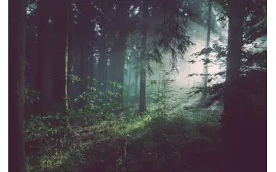 Komatsu Forest lança pneu que reduz pressão sobre o solo