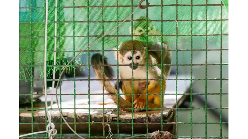 “Lavagem de animais": trafico põe em xeque a biodiversidade brasileira