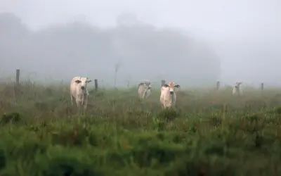 Legislação ambiental enfraquecida