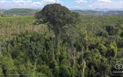Maior árvore da Mata Atlântica é descoberta no Sudeste brasileiro