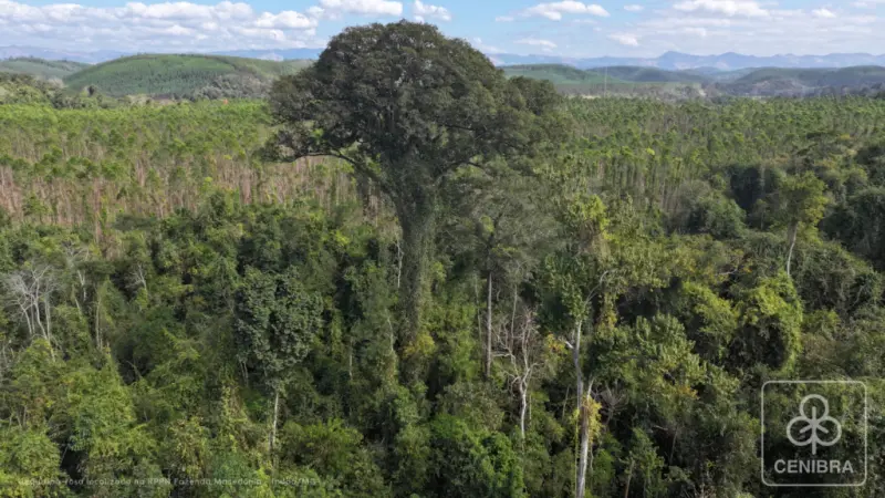 Maior árvore da Mata Atlântica é descoberta no Sudeste brasileiro