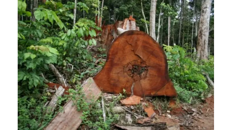 Manejo florestal, mesmo legal, ameaça árvores nobres da Amazônia