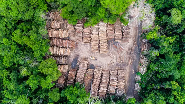 Amazônia Legal movimentou mais de 6,5 milhões de m³ de madeira nativa em 2024 e setor ganham destaque às vésperas da COP30