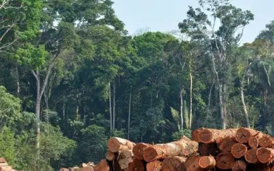 Manejo sustentável é chave para o futuro da floresta