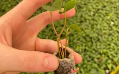 Material libera fertilizante para plantas de forma controlada e se degrada após 90 dias