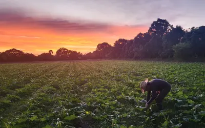 Milpa: um sistema agrícola tradicional que ajuda a repelir pragas de plantas