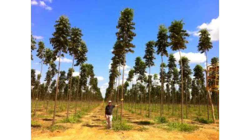 Mogno Africano: Alto retorno de investimento e cultivo crescente no Brasil