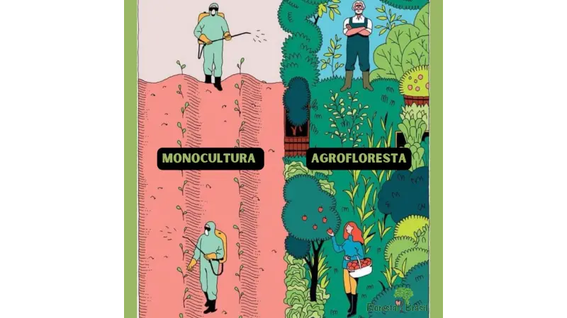 Monocultura e Agrofloresta