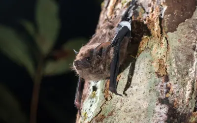 Morcegos evitam florestas deterioradas