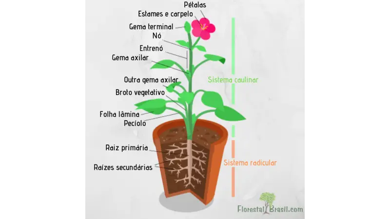 Morfologia Vegetal - Organografia