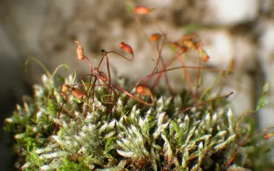 Musgos são impactados pelas mudanças climáticas