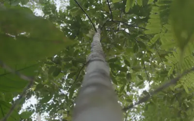 Não é o Pau-Brasil! A árvore símbolo da colonização desaparecida há 40 anos acaba de ser reintroduzida na Amazônia