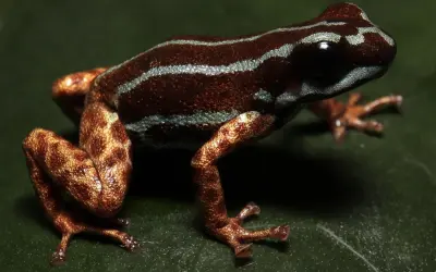 Nas matas do Juruá, um sapo de pernas metálicas revela novos segredos da Amazônia