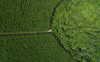 Florestas Nativas e Plantadas: Sustentabilidade e Desafios no Brasil