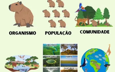 Níveis de organização de um ecossistema